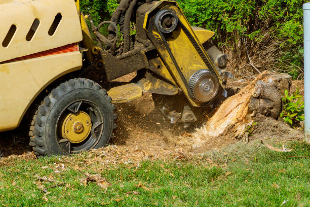 Professional Tree Service in Ohioville, PA